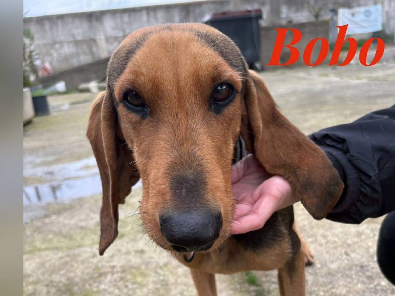 Adozione cane, maschio, Segugio Razza sconosciuta, 3 anni e 2 mesi, taglia media, Crotone