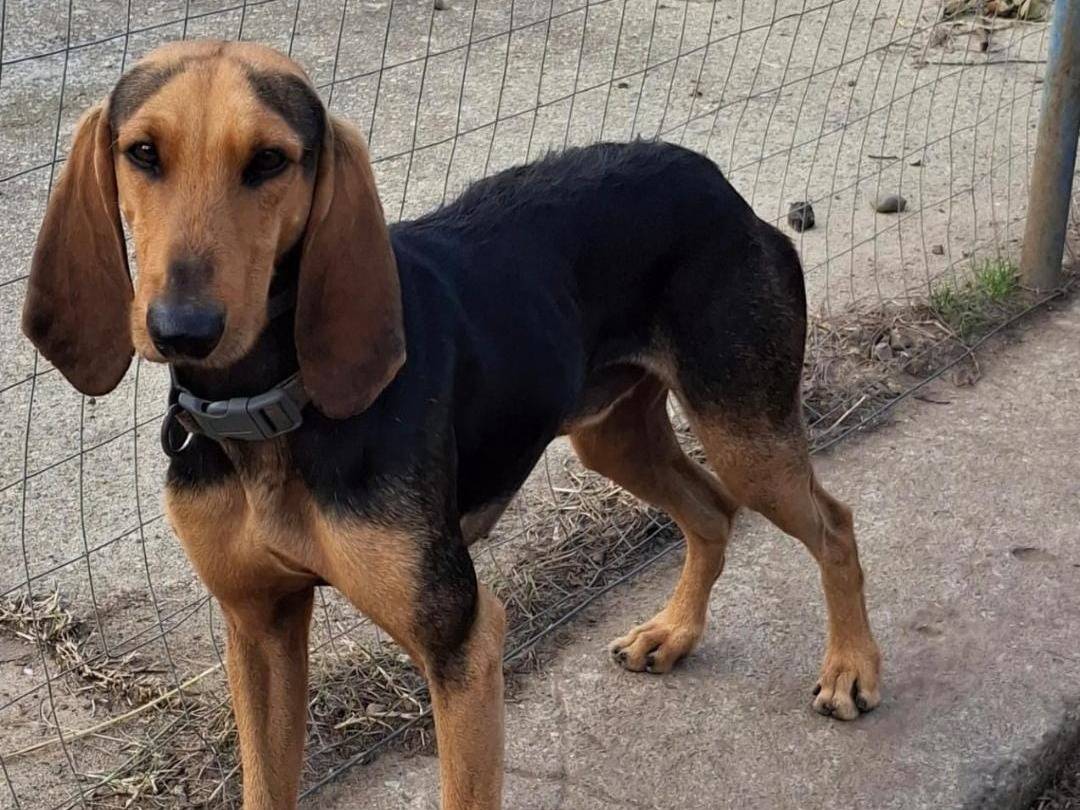 Adotta un cane, maschio, 3 anni e 2 mesi, Crotone
