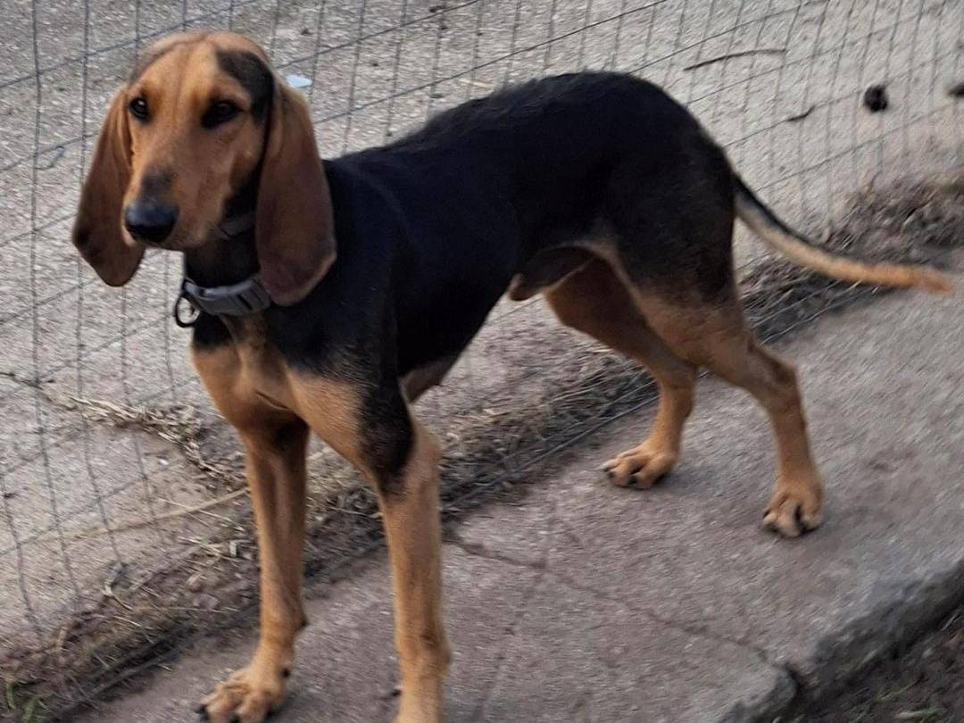 Adotta un cane, taglia media, maschio, Crotone