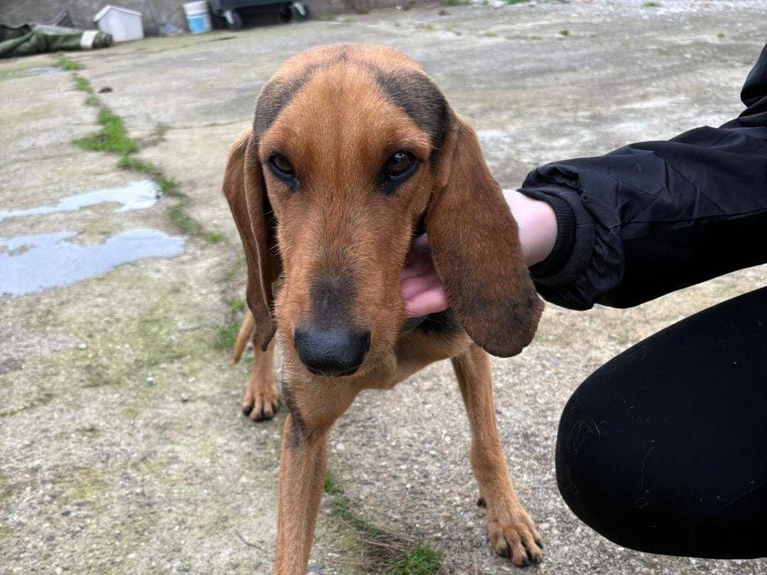 Vuoi adottare un cane a Crotone?