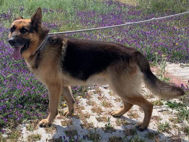 Vuoi adottare un cane a Siracusa?