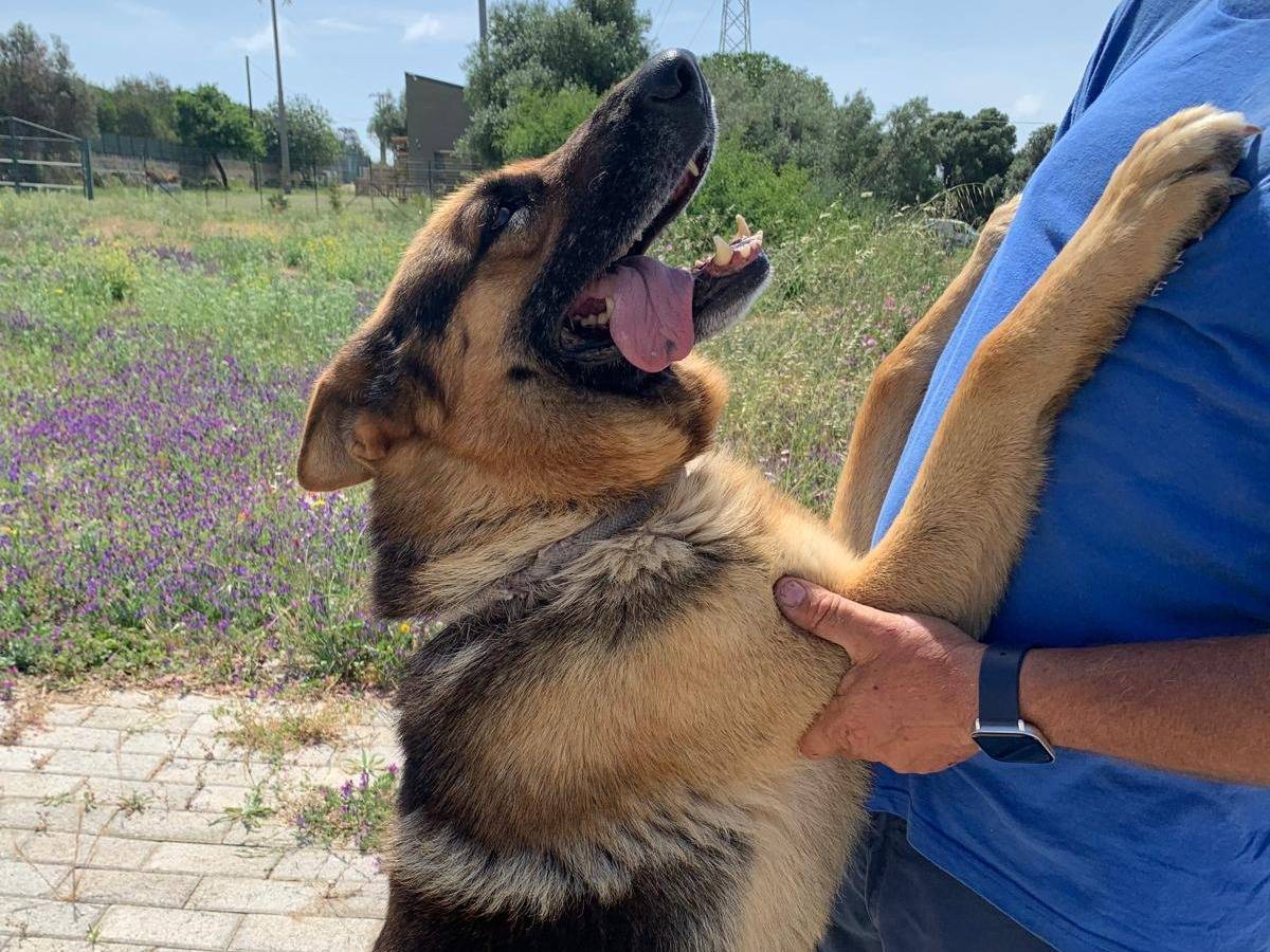 Adotta il cane Goran a Siracusa