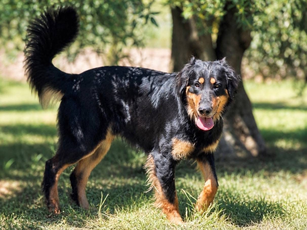 Adozione cane, maschio, Razza sconosciuta Razza sconosciuta, 1 anno e 4 mesi, taglia gigante, Bari