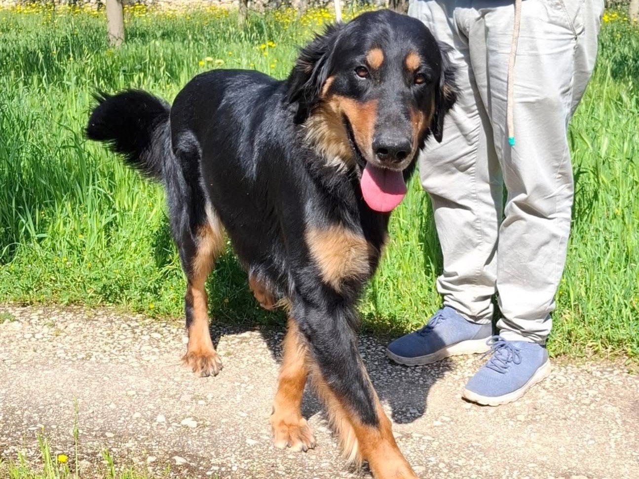 Adotta un cane, maschio, 1 anno e 4 mesi, Bari