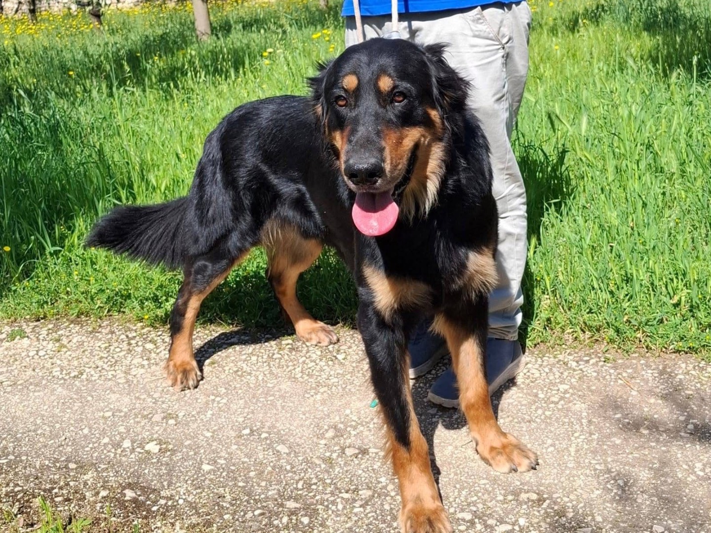 Adotta un cane, taglia gigante, maschio, Bari