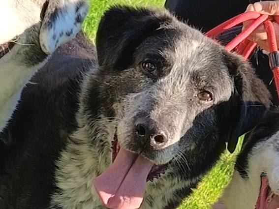 Adozione cane, maschio, Razza sconosciuta Razza sconosciuta, 12 anni e 1 mese, taglia grande, Bari