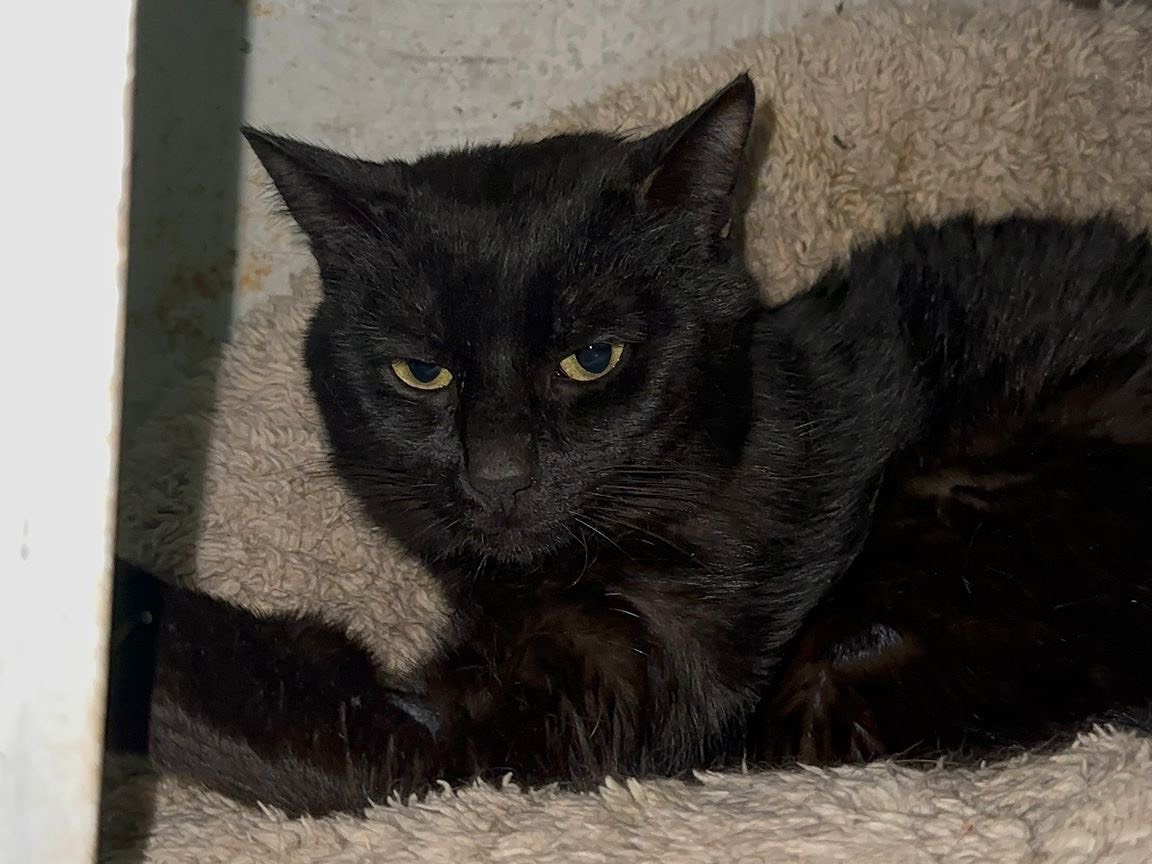 Adozione gatto, maschio, Razza sconosciuta Razza sconosciuta, 1 anno e 5 mesi, taglia non valida, Genova