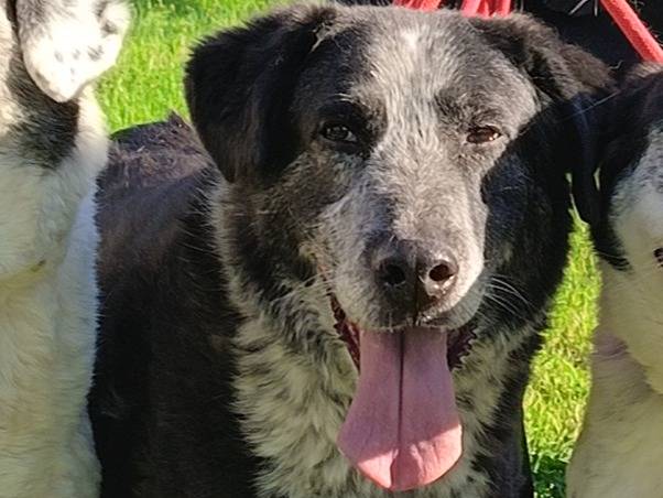 Adotta un cane, maschio, 12 anni e 1 mese, Bari