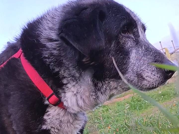 Vuoi adottare un cane a Bari?