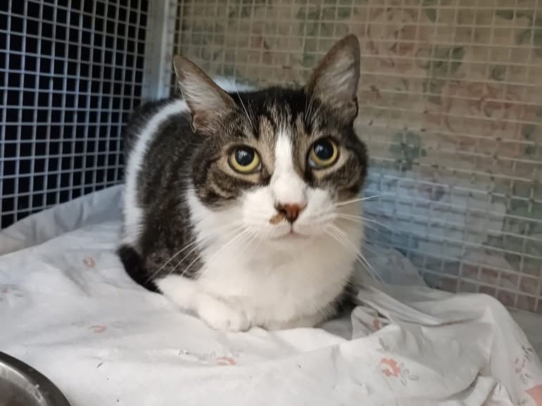 Adozione gatto, maschio, Razza sconosciuta Razza sconosciuta, 5 anni e 5 mesi, taglia non valida, Genova