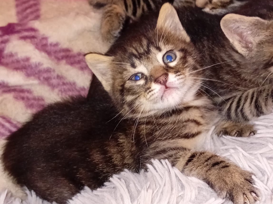 Adozione gatto, femmina, Razza sconosciuta Razza sconosciuta, 1 mesi, taglia non valida, Latina