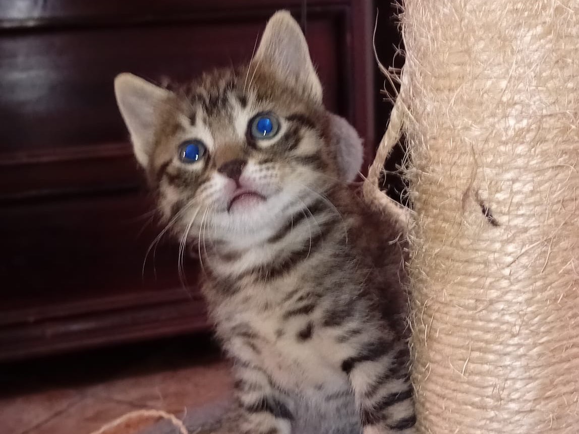 Adotta un gatto, taglia non valida, femmina, Latina