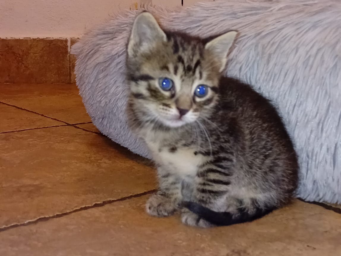 Adotta un gatto, femmina, 1 mesi, Latina