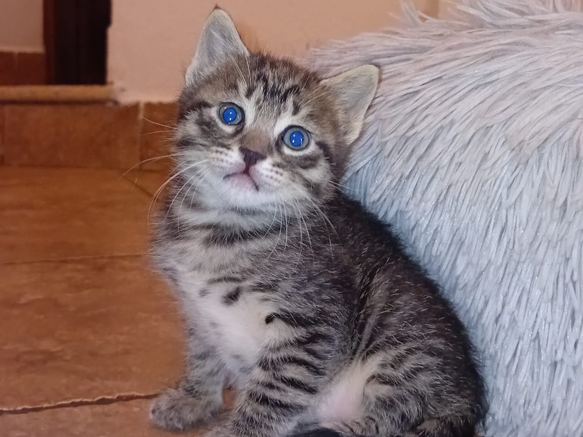 Vuoi adottare un gatto a Latina?