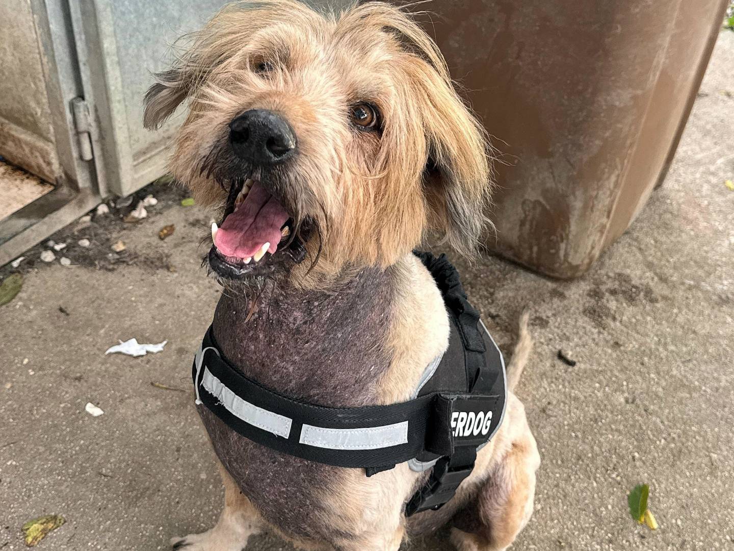 Adozione cane, maschio, Razza sconosciuta Razza sconosciuta, 16 anni e 1 mese, taglia media, Teramo