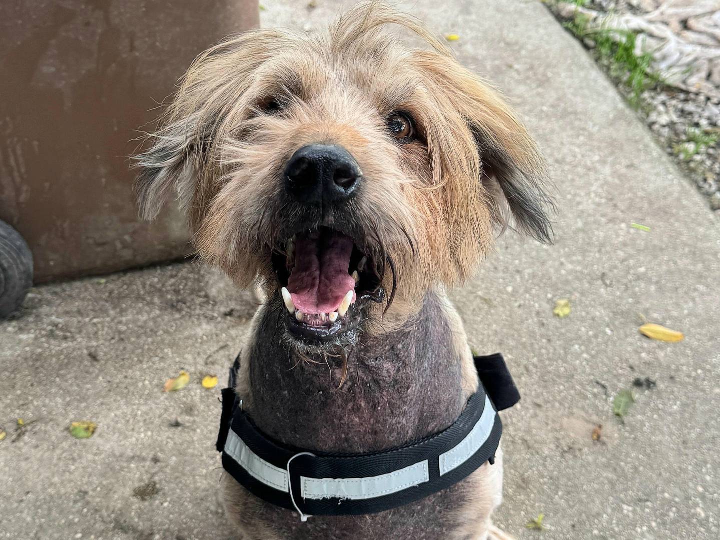 Adotta un cane, maschio, 16 anni e 1 mese, Teramo