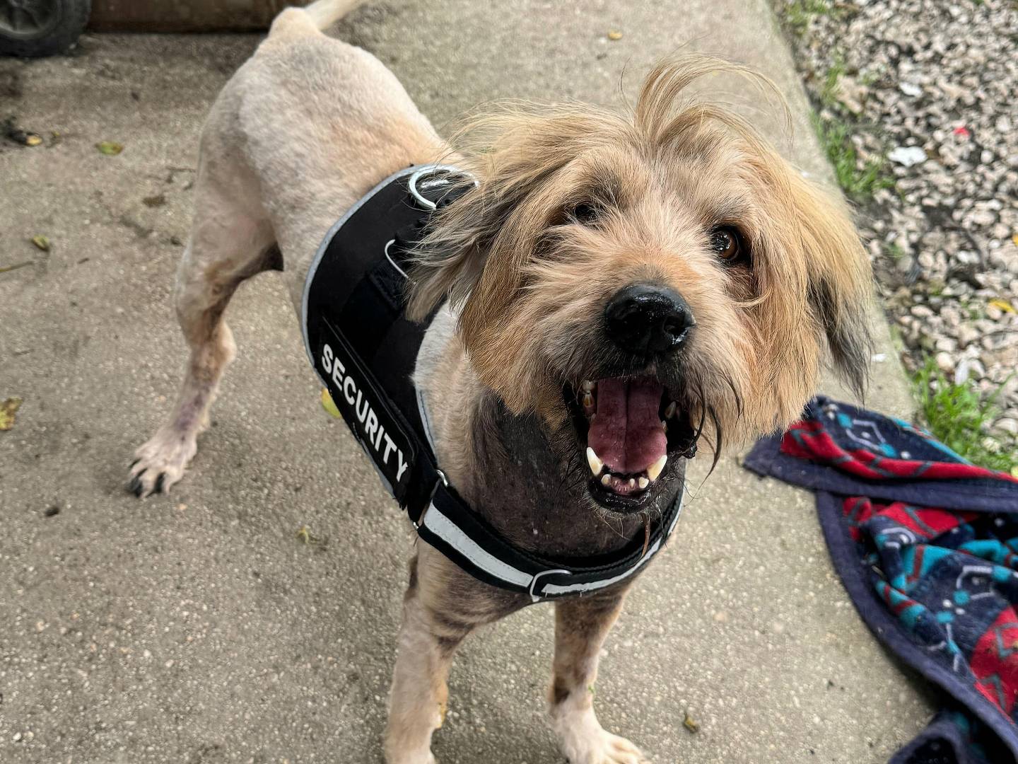 Adotta un cane, taglia media, maschio, Teramo