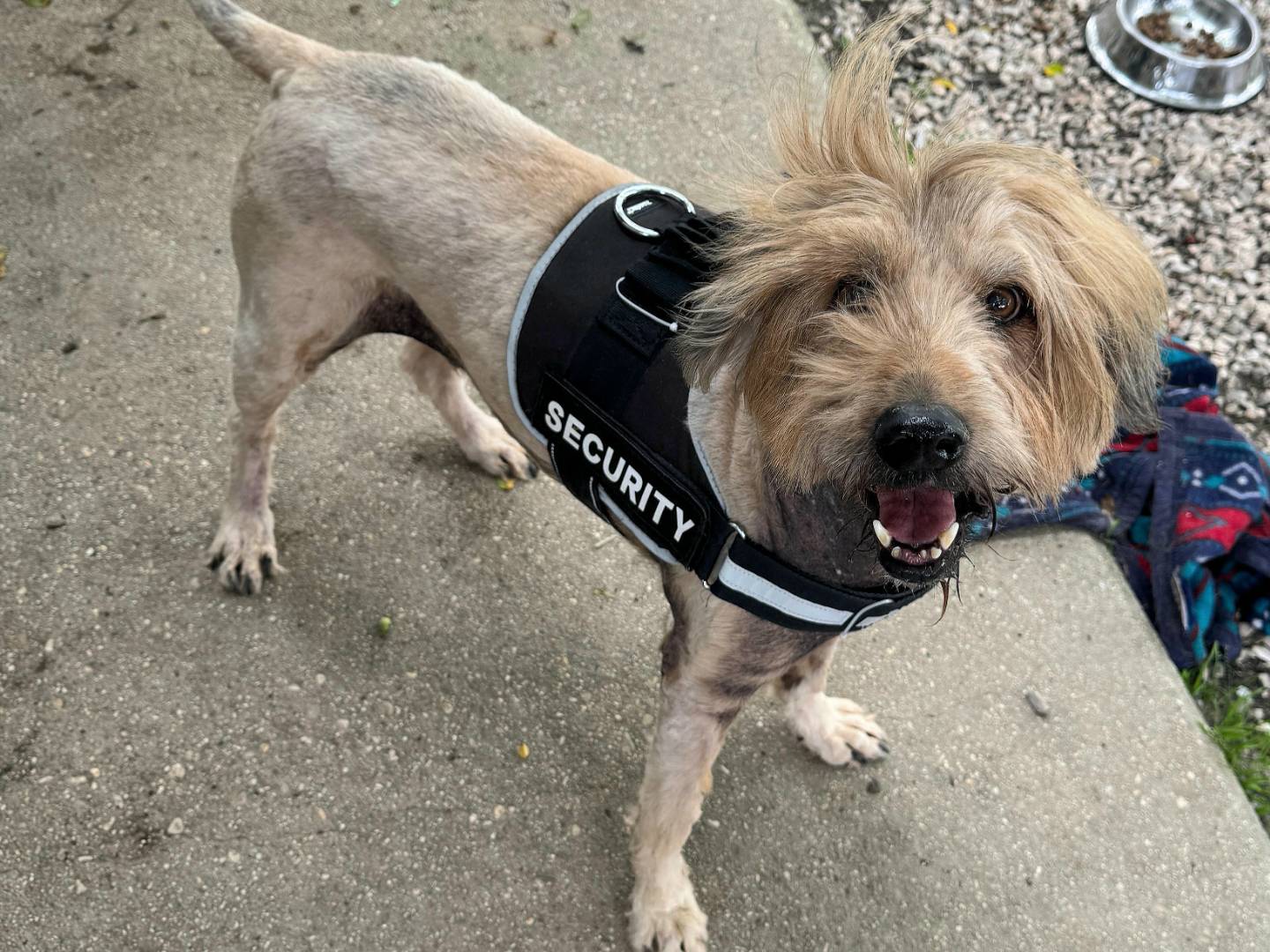 Adotta il cane Manuel a Teramo