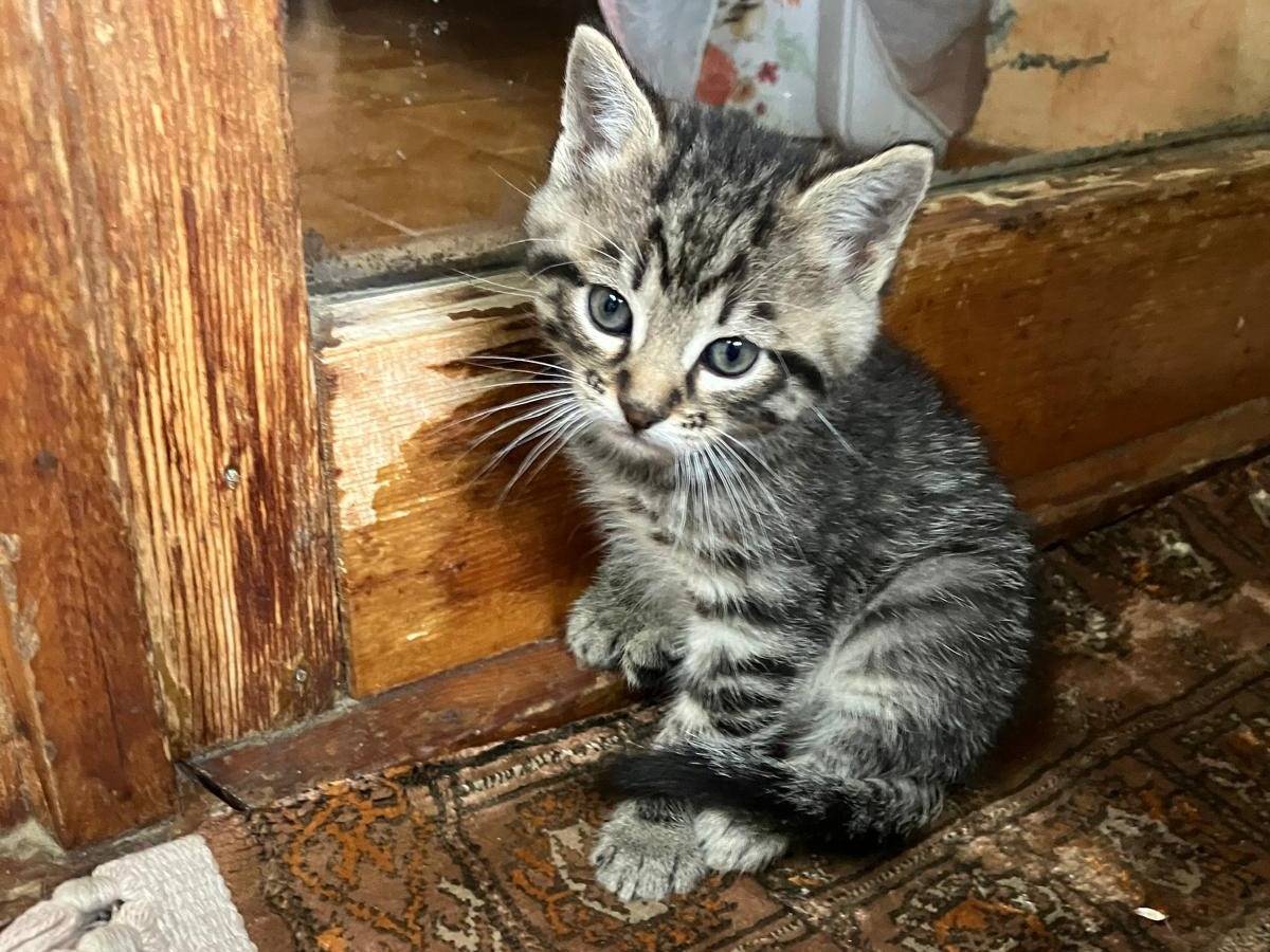 Adozione gatto, maschio, Razza sconosciuta Razza sconosciuta, 2 mesi, taglia non valida, Viterbo