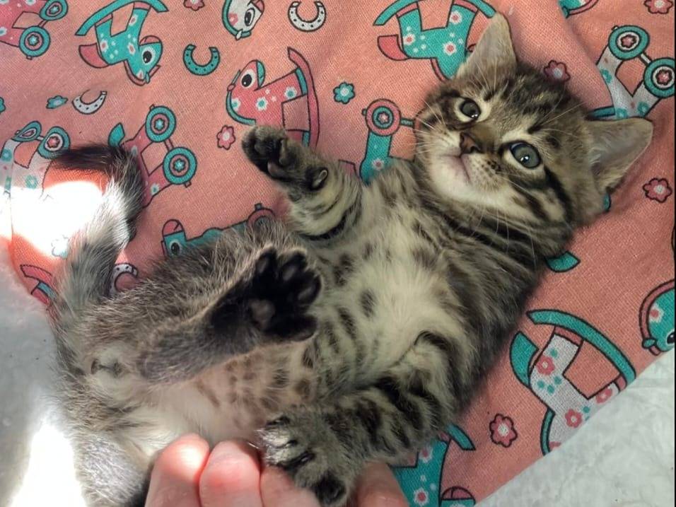 Adotta un gatto, maschio, 2 mesi, Viterbo