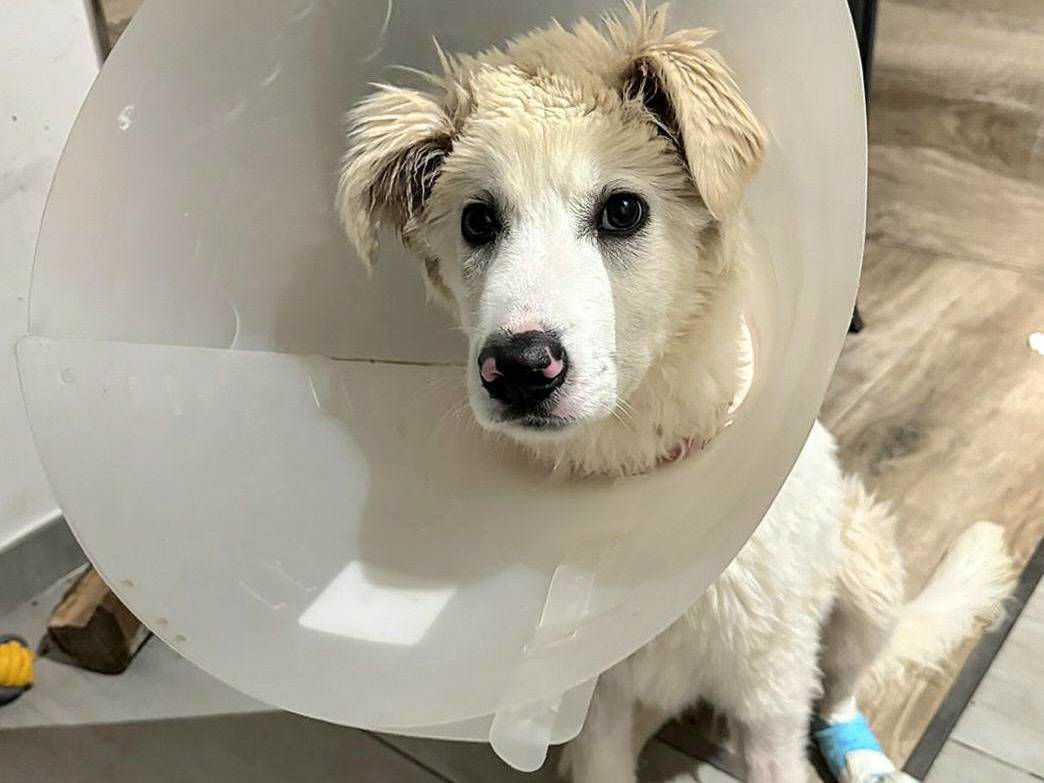 Adozione cane, maschio, Pastore maremmano Razza sconosciuta, 5 mesi, taglia gigante, Teramo