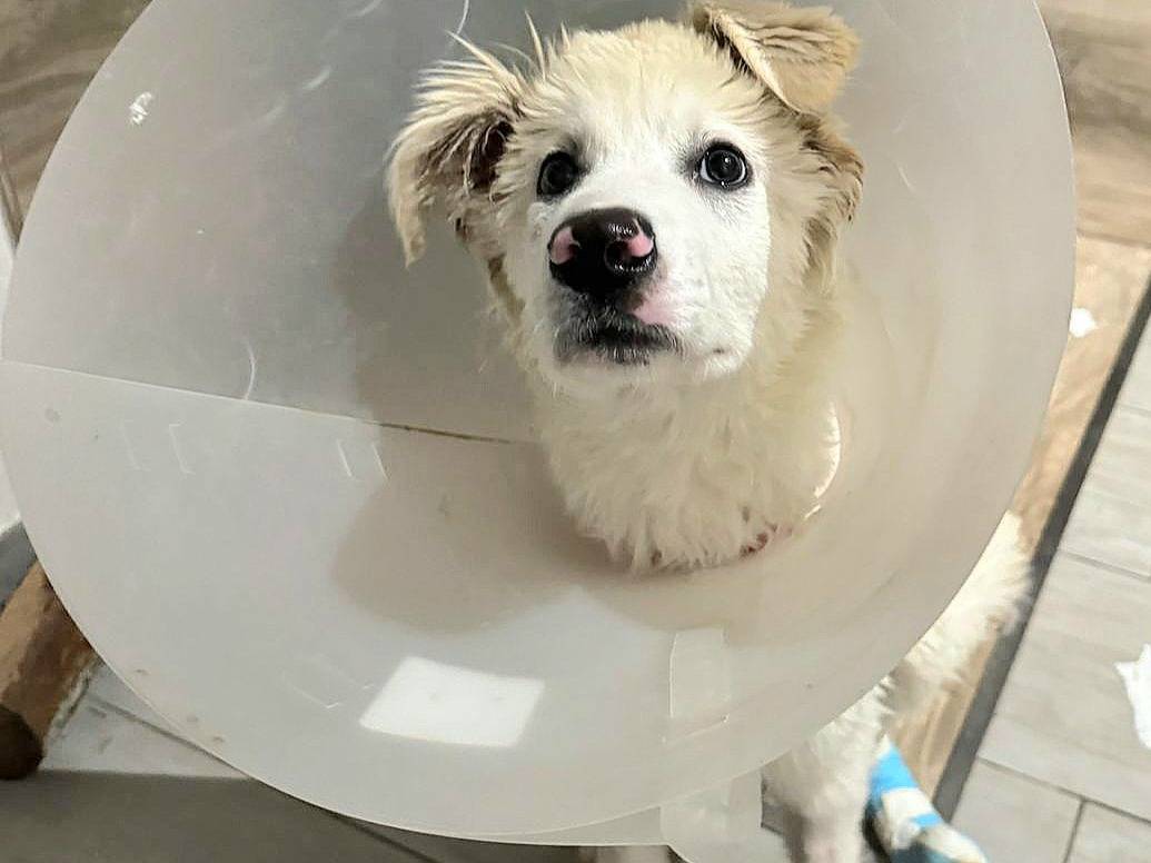 Adotta un cane, maschio, 5 mesi, Teramo
