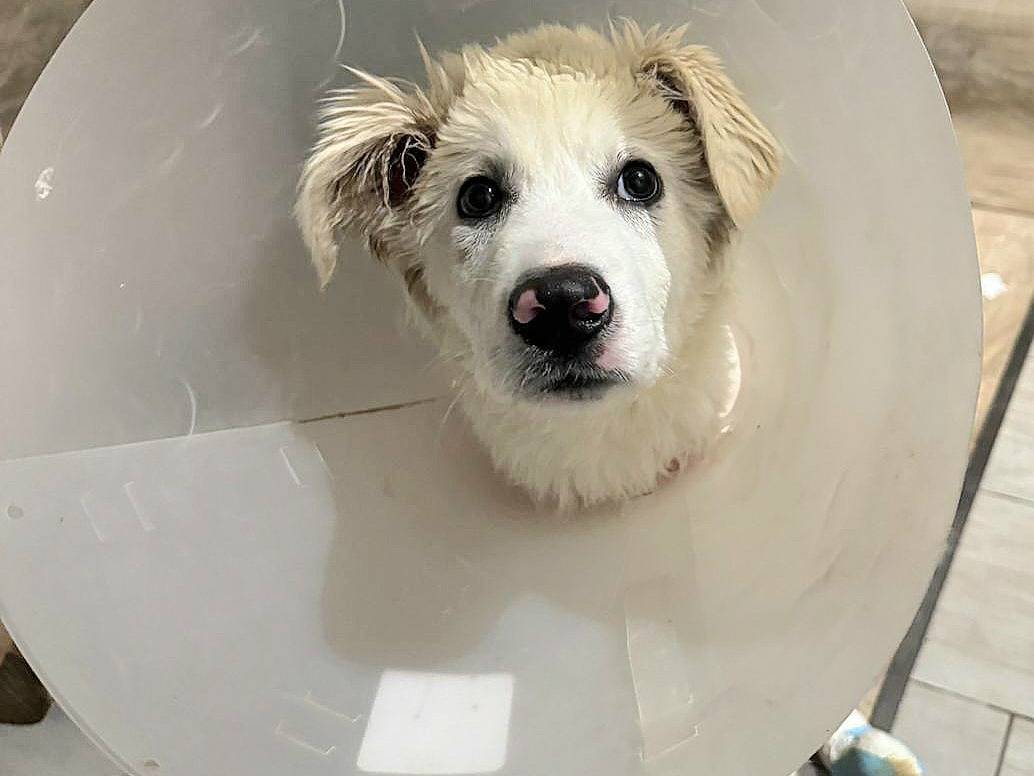 Adotta un cane, taglia gigante, maschio, Teramo