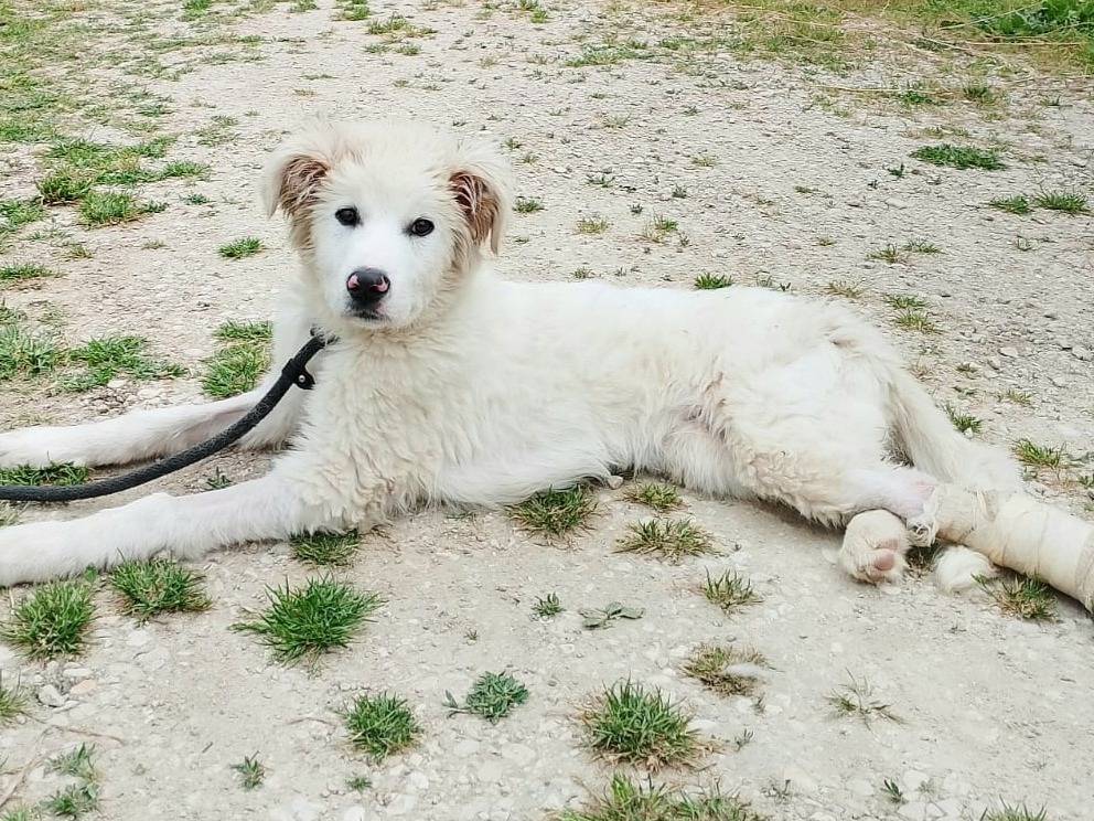 Vuoi adottare un cane a Teramo?