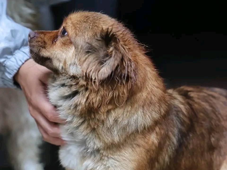 Adotta un cane, femmina, 11 mesi, Cremona