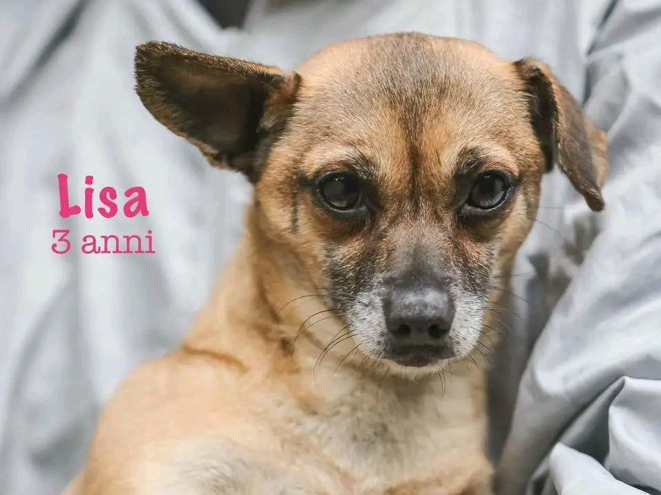 Adozione cane, femmina, Pinscher Razza sconosciuta, 3 anni e 1 mese, taglia piccola, Cremona