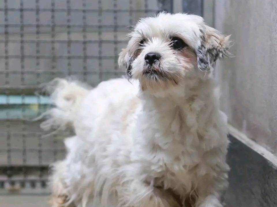 Adotta un cane, femmina, 2 anni e 1 mese, Cremona