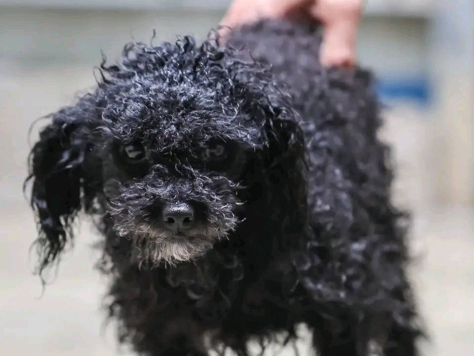 Adozione cane, maschio, Barbone Razza sconosciuta, 2 anni, taglia piccola, Cremona