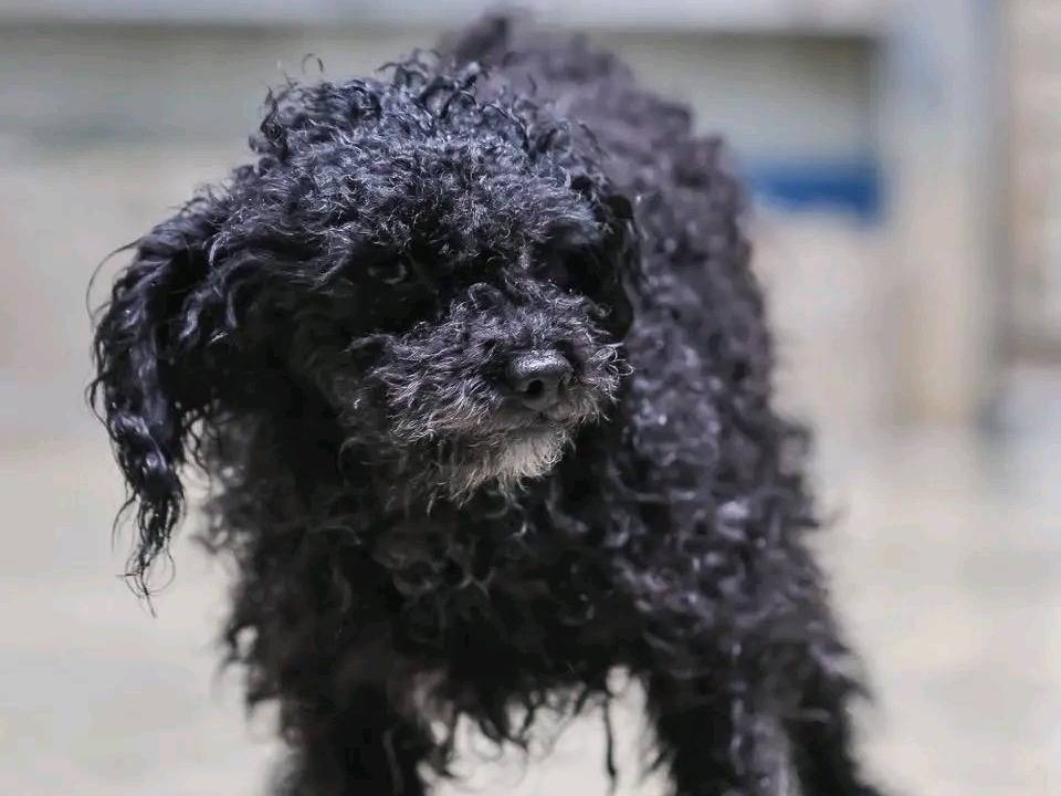 Adotta un cane, maschio, 2 anni, Cremona