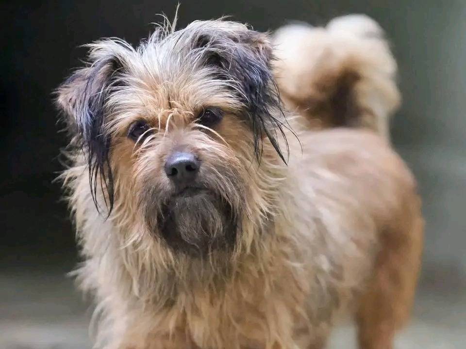 Adozione cane, femmina, Shih Tzu Razza sconosciuta, 5 anni e 9 mesi, taglia piccola, Cremona