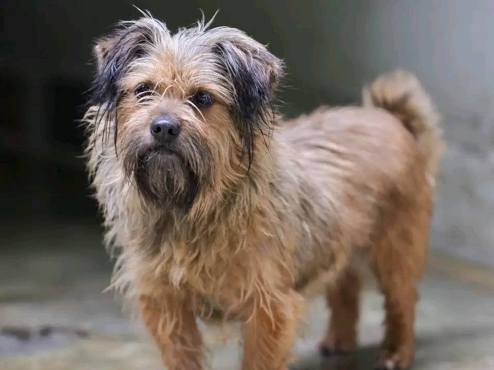 Adotta un cane, femmina, 5 anni e 9 mesi, Cremona
