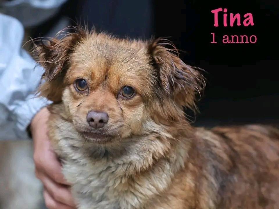 Adozione cane, femmina, Pechinese Razza sconosciuta, 11 mesi, taglia piccola, Cremona