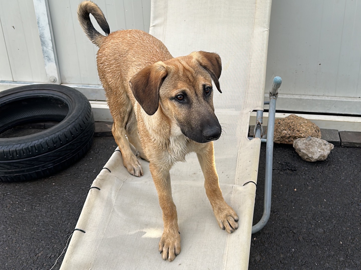 Adozione cane, maschio, Razza sconosciuta Razza sconosciuta, 4 mesi, taglia media, Siracusa