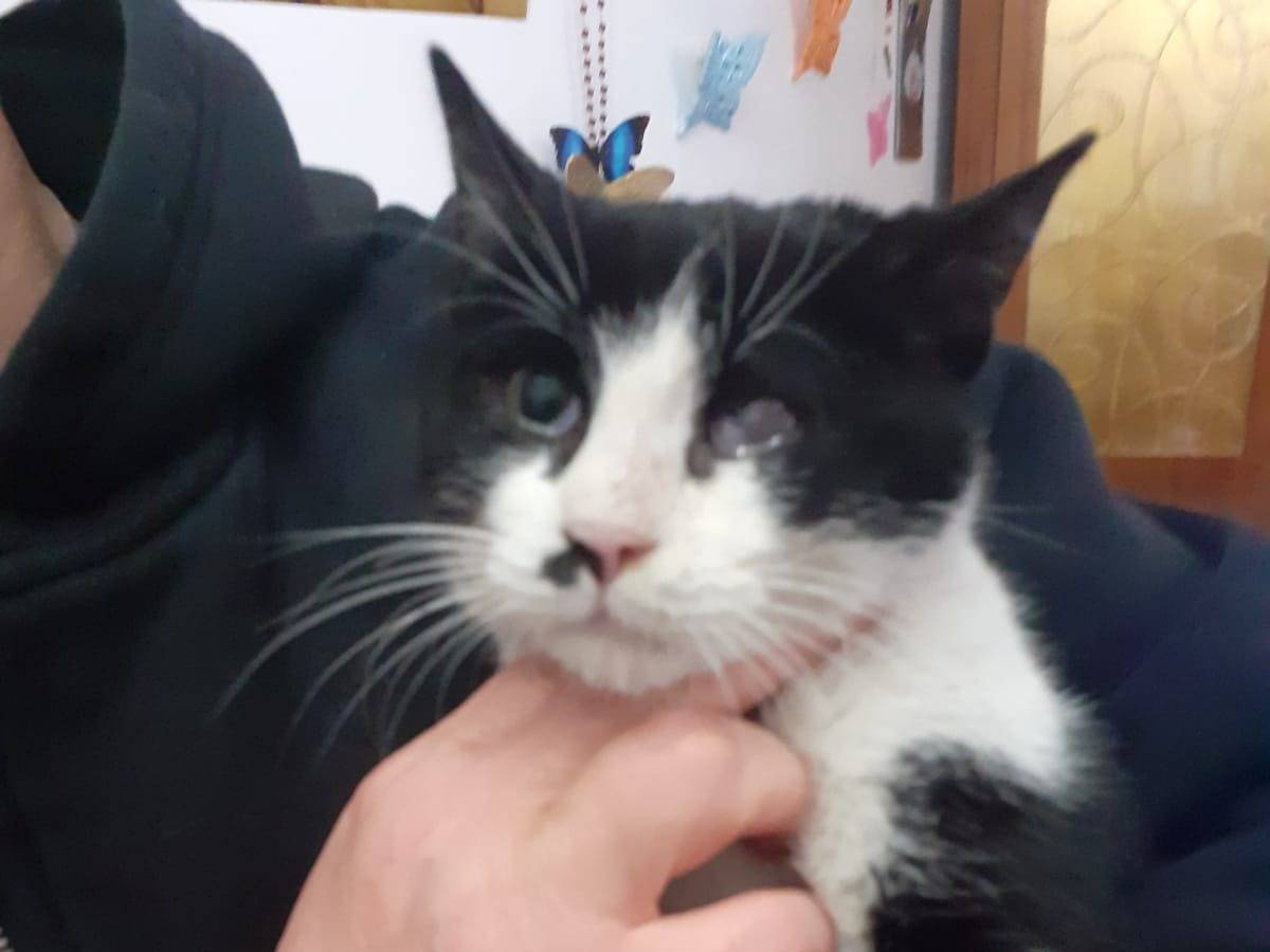 Adotta un gatto, taglia non valida, femmina, Milano