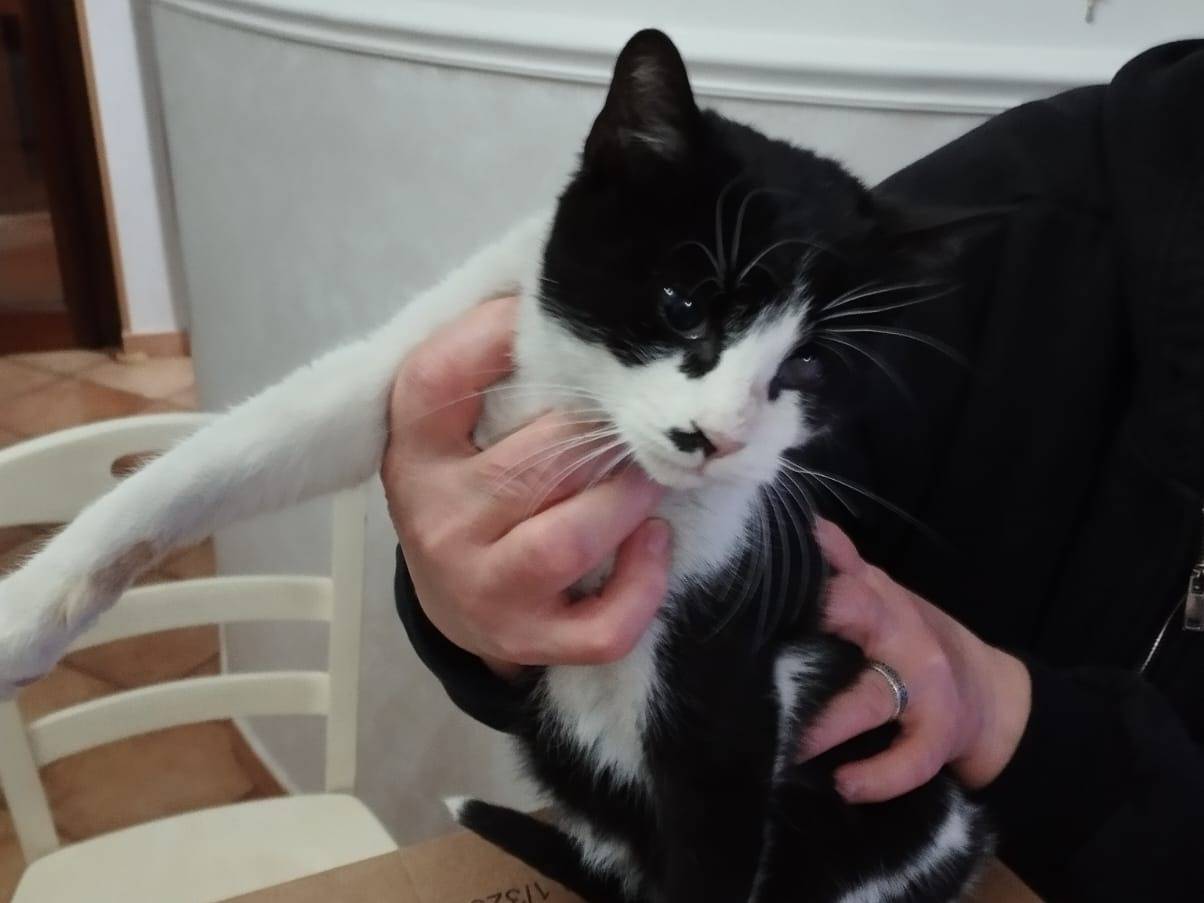 Adotta il gatto Fruttella a Milano