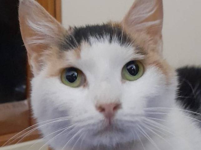 Adozione gatto, femmina, Razza sconosciuta Razza sconosciuta, 4 anni e 4 mesi, taglia non valida, Genova