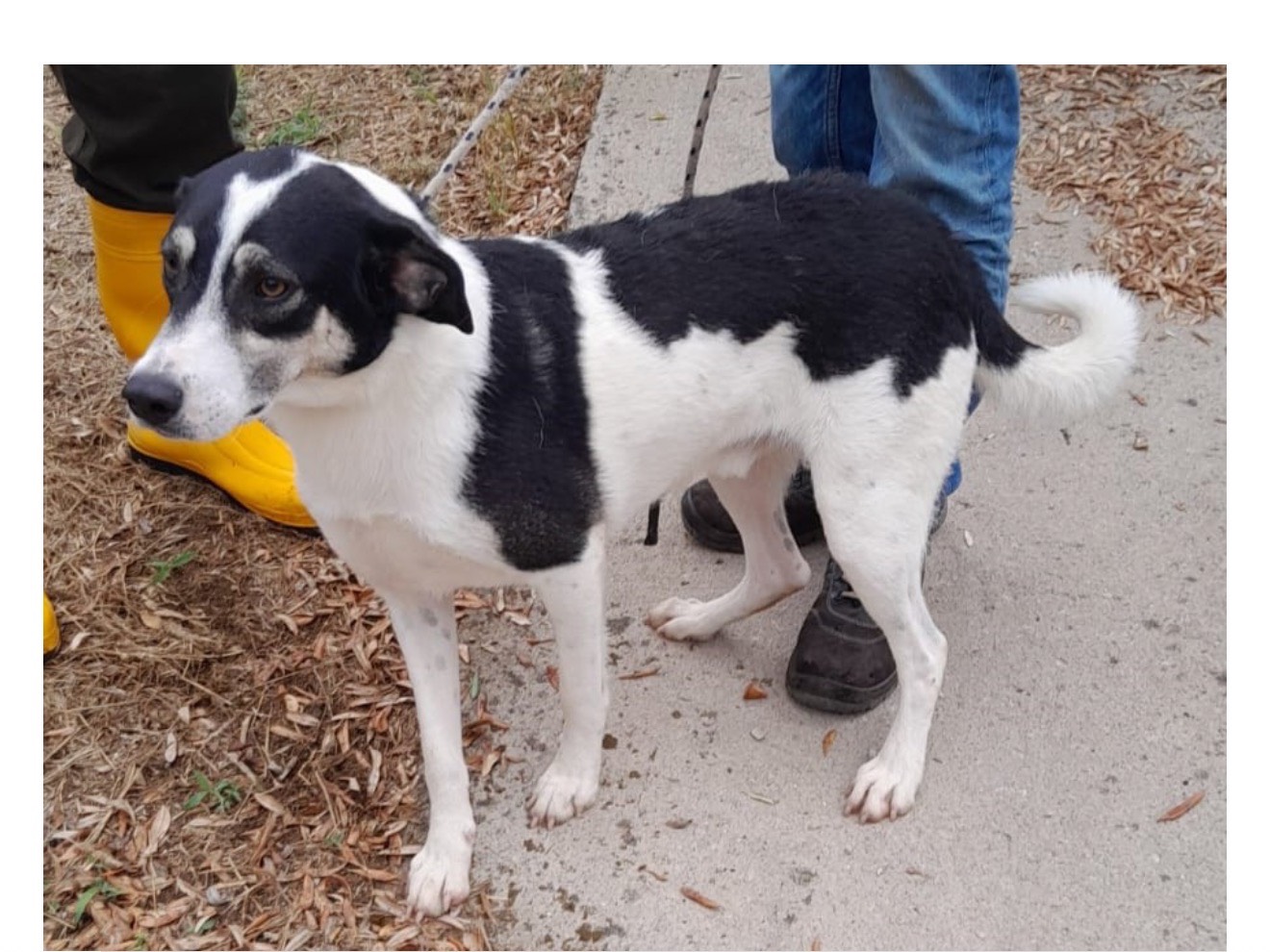 Adotta un cane, maschio, 3 anni e 4 mesi, Latina