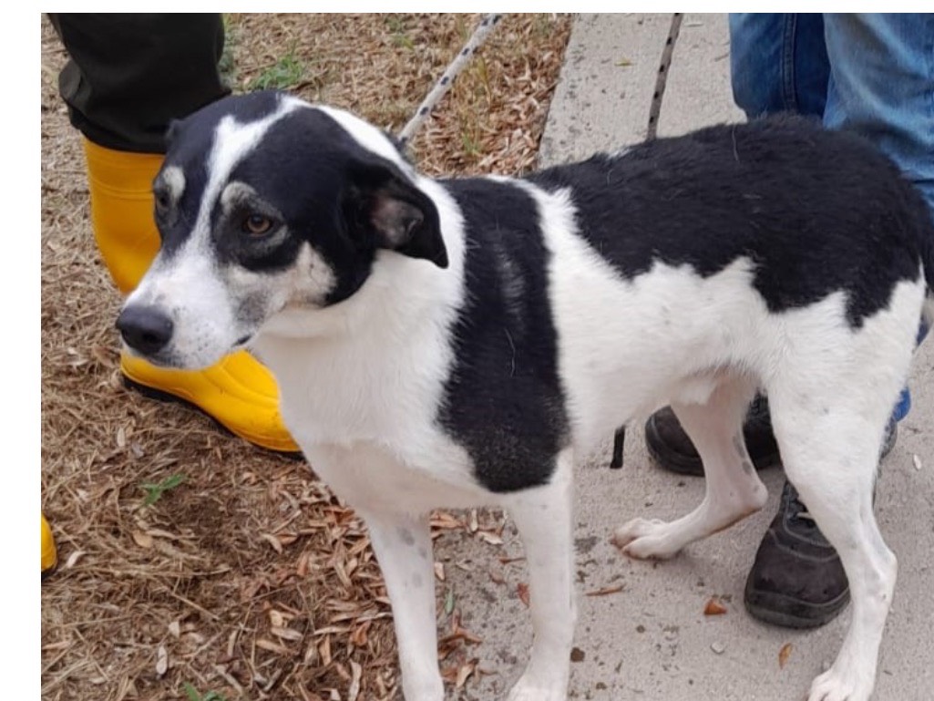 Adozione cane, maschio, Razza sconosciuta Razza sconosciuta, 3 anni e 4 mesi, taglia media contenuta, Latina