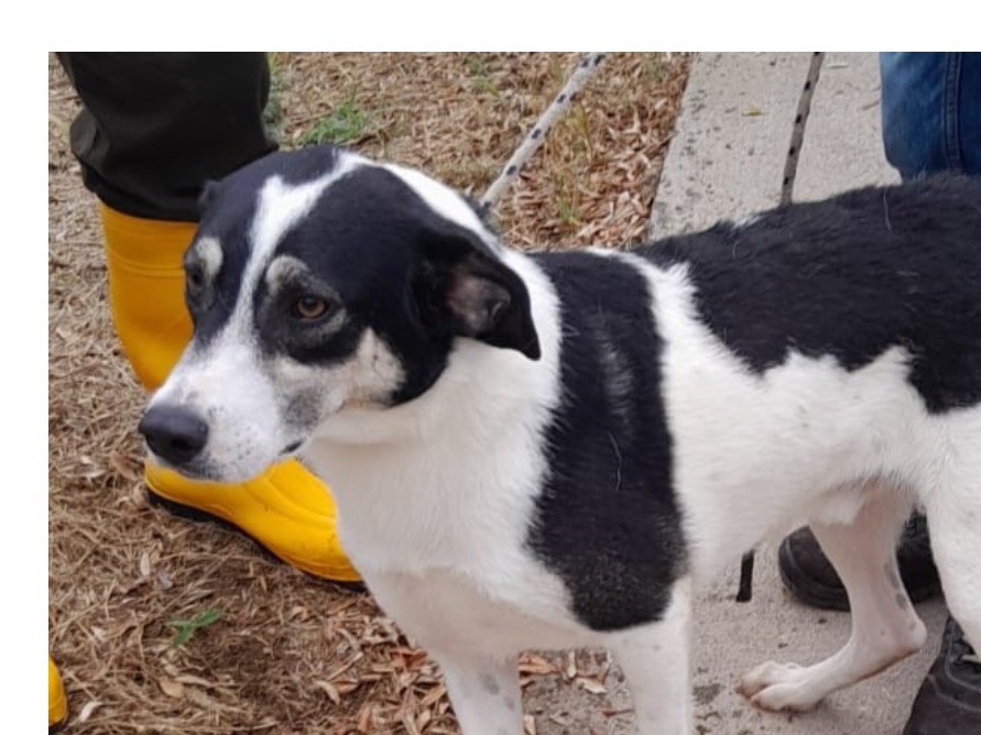 Adotta un cane, taglia media contenuta, maschio, Latina