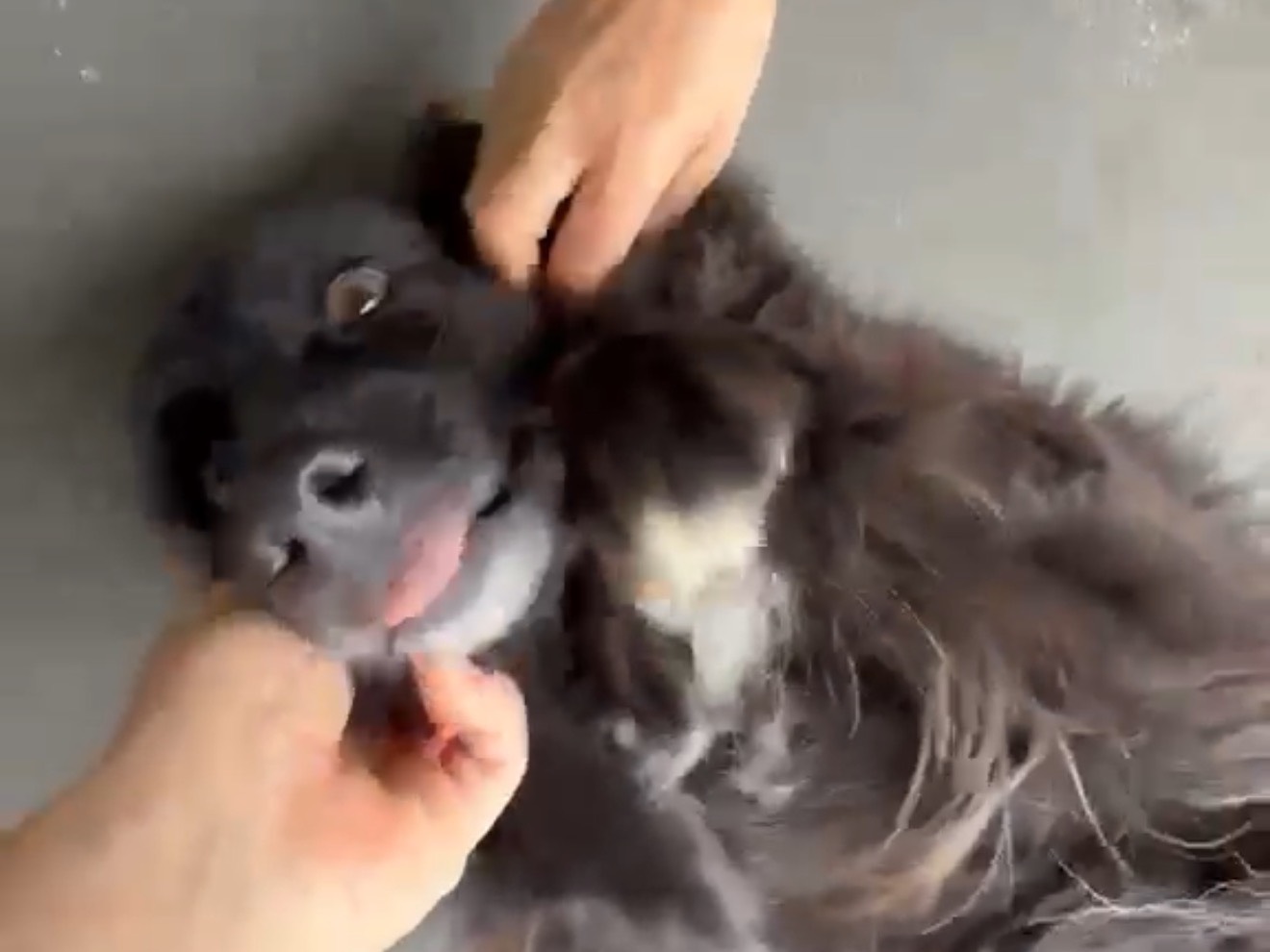 Adozione cane, femmina, Razza sconosciuta Razza sconosciuta, 8 anni, taglia media, Latina