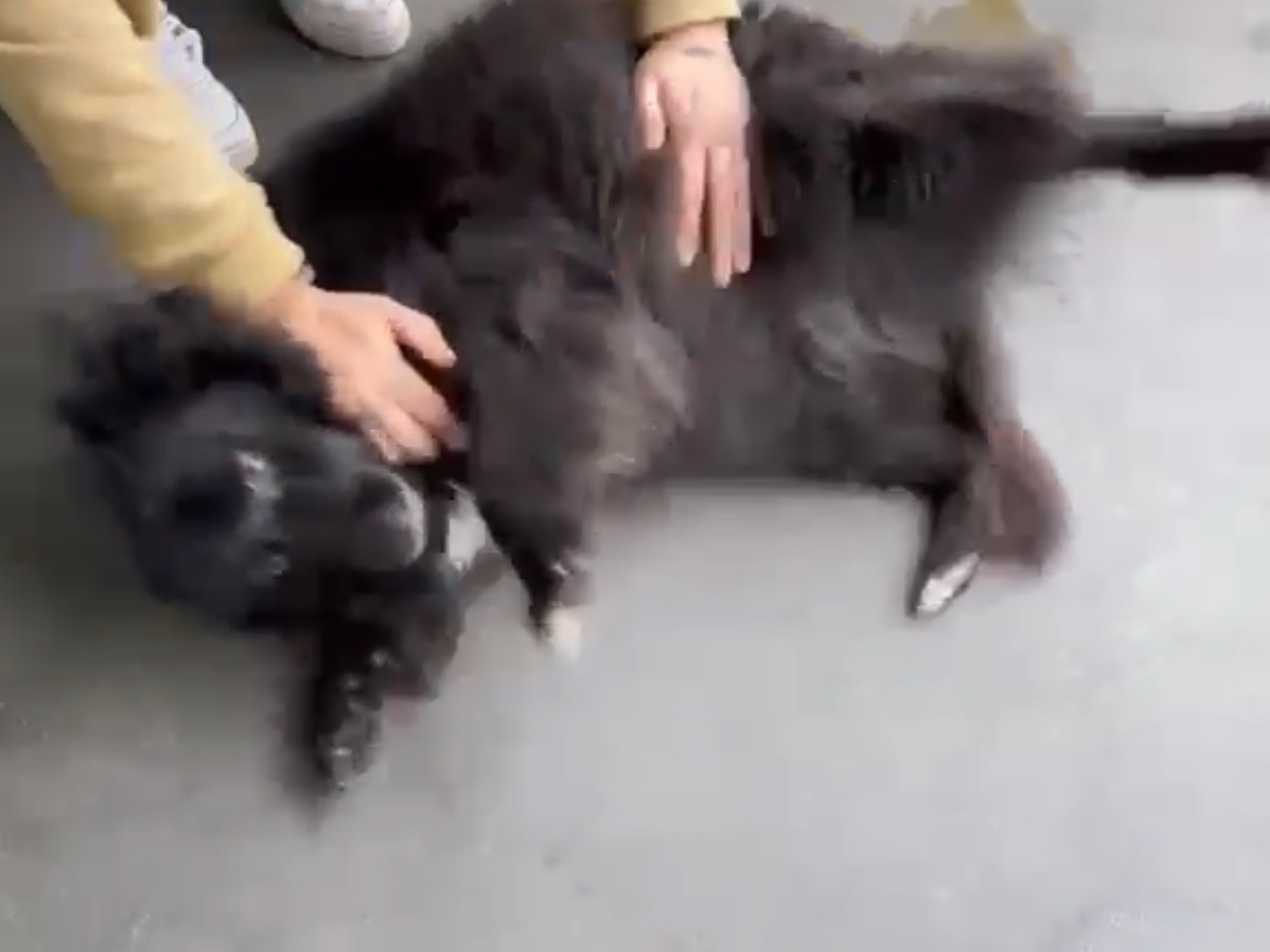 Adotta un cane, femmina, 8 anni, Latina