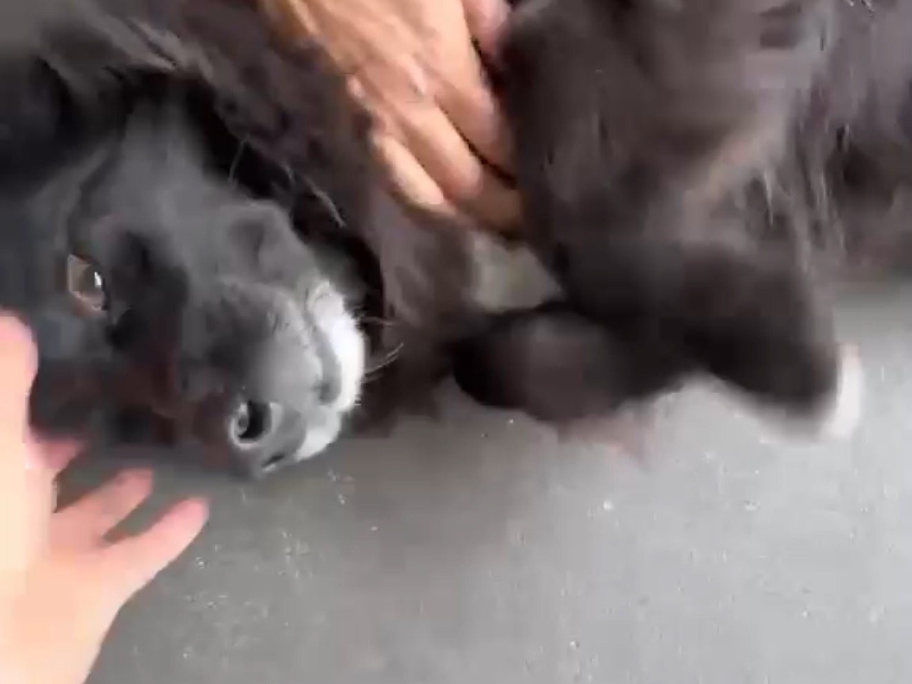Adotta un cane, taglia media, femmina, Latina