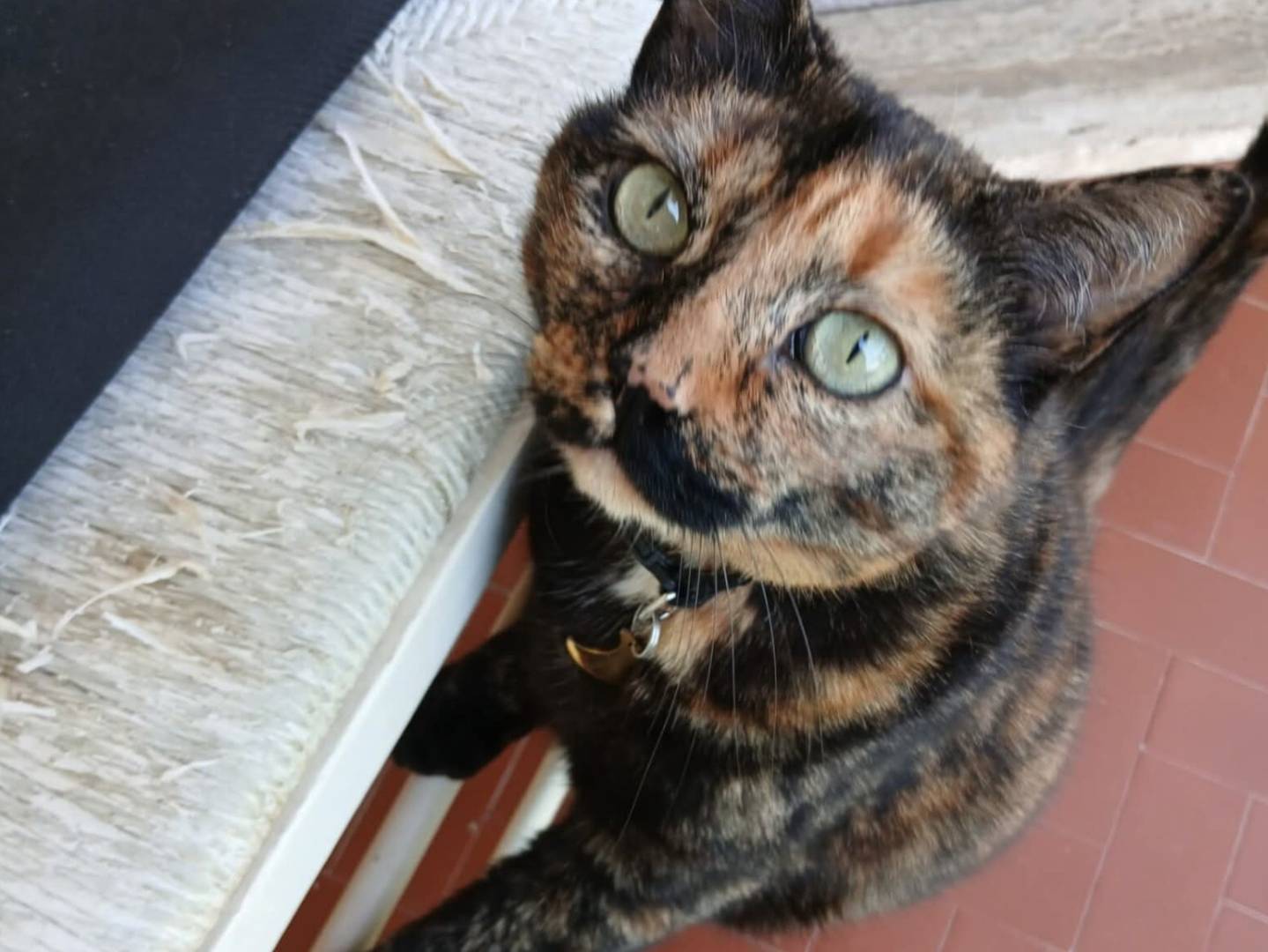 Adozione gatto, femmina, Razza sconosciuta Razza sconosciuta, 5 anni e 11 mesi, taglia non valida, Torino