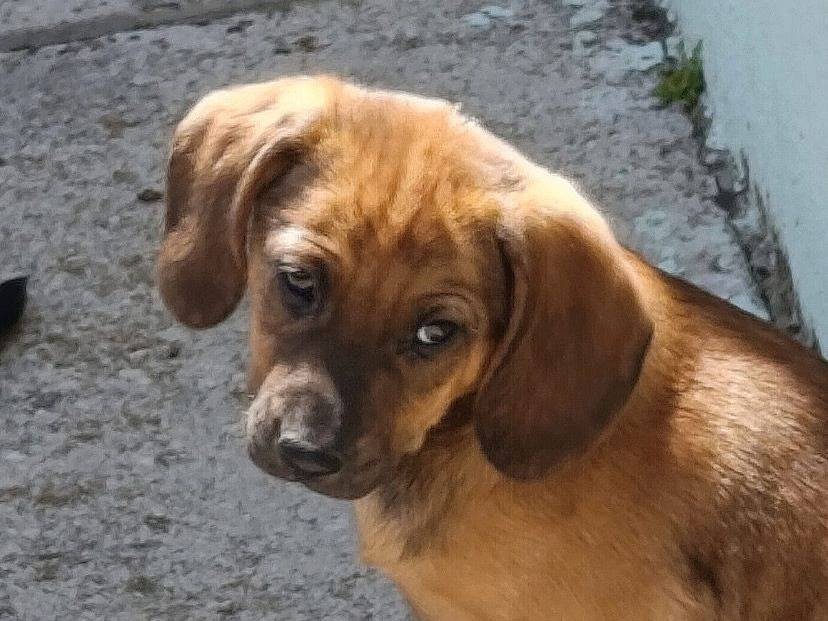 Adozione cane, femmina, Razza sconosciuta Razza sconosciuta, 2 mesi, taglia media, Avellino