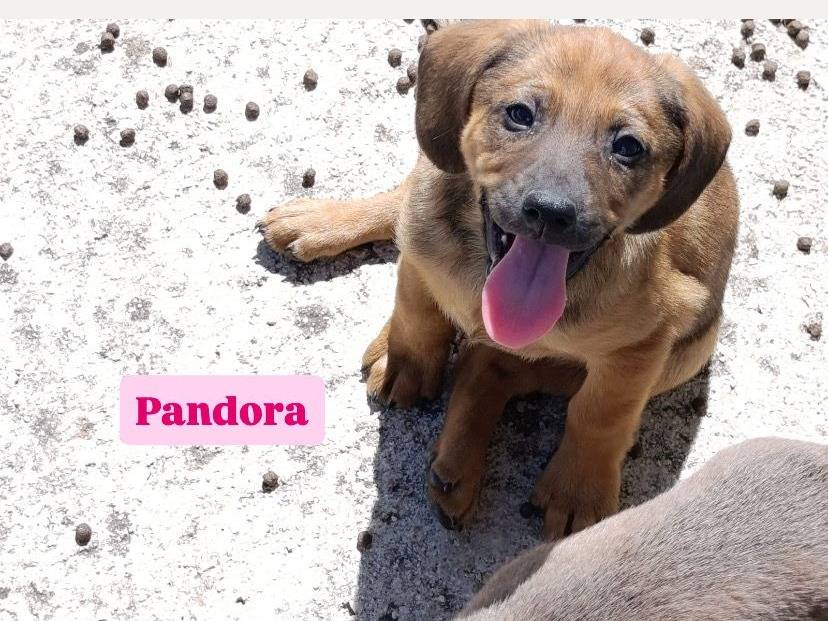 Adotta un cane, femmina, 2 mesi, Avellino