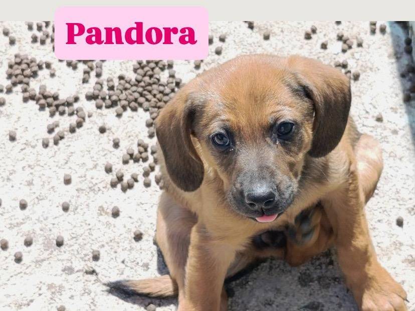 Adotta un cane, taglia media, femmina, Avellino